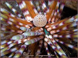 Double spined urchin or Banded sea urchin (Echinothrix ca... by Marco Waagmeester 